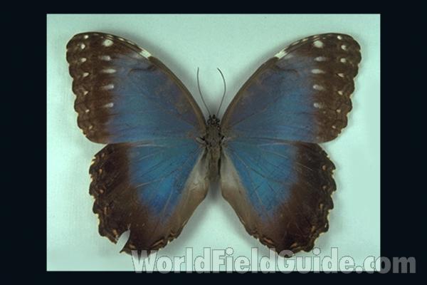 Female - Dorsal<br>(Origin of the Specimen: Verapaz, Guatemala)