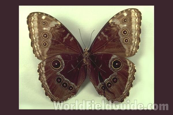 Male - Ventral<br>(Origin of the Specimen: Costa Rica)