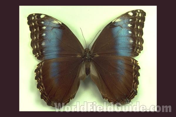 Female - Dorsal<br>(Origin of the Specimen: Costa Rica)