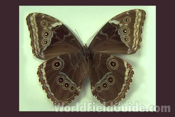 Female - Ventral<br>(Origin of the Specimen: Trinidad)
