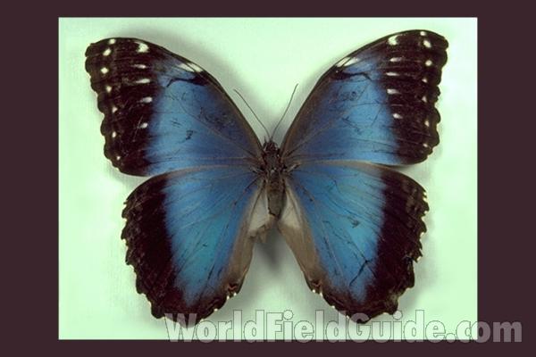 Female - Dorsal<br>(Origin of the Specimen: Trinidad)