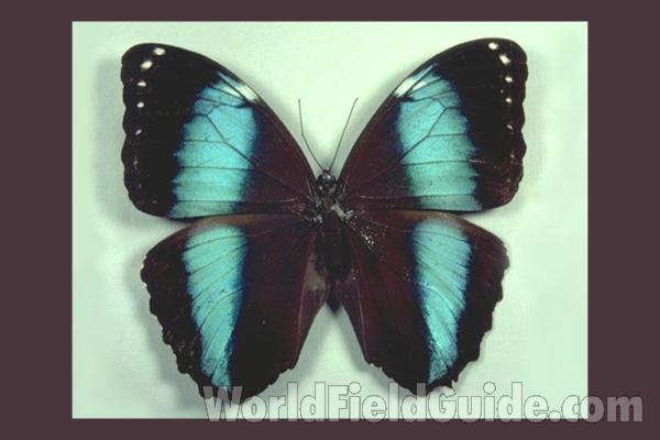 Male - Dorsal<br>(Origin of the Specimen: Obidos, Brazil)