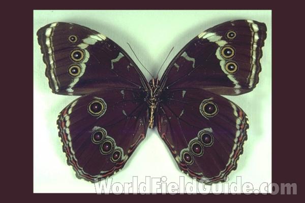 Male - Ventral<br>(Origin of the Specimen: Jurity, Brazil)