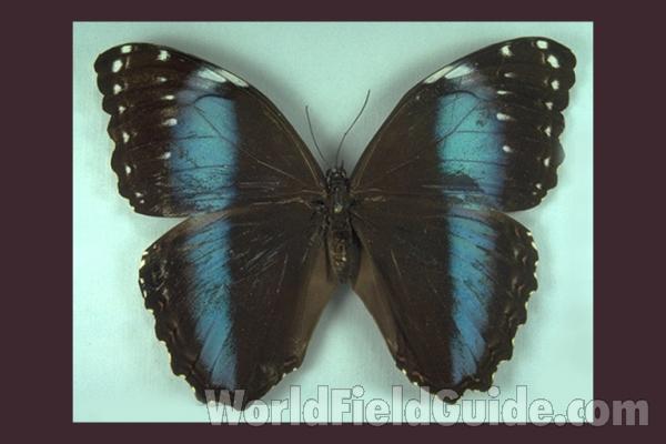 Female - Dorsal<br>(Origin of the Specimen: Putumayo, Colombia)