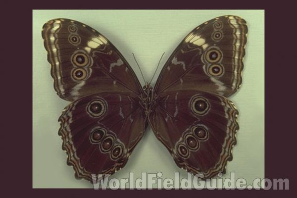 Male - Ventral<br>(Origin of the Specimen: S Catarina, Brazil)