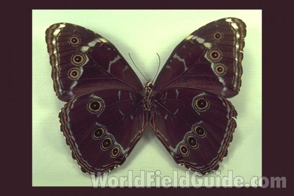 Male - Ventral<br>(Origin of the Specimen: Paraiba, Brazil)