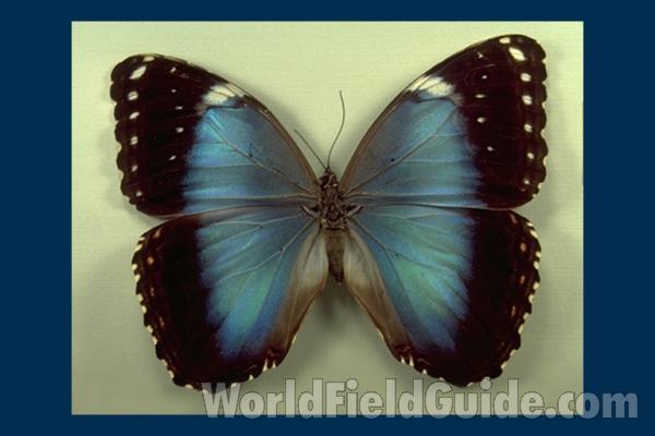 Female - Dorsal<br>(Origin of the Specimen: Paraiba, Brazil)