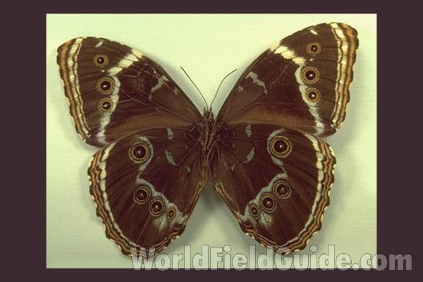 Male - Ventral<br>(Origin of the Specimen: Non Given)