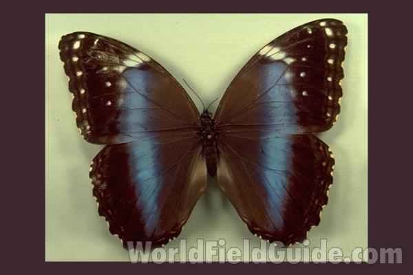 Female - Dorsal<br>(Origin of the Specimen: Missiones, Argentina)