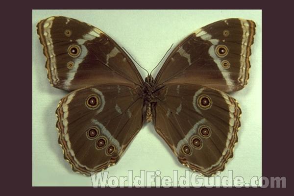 Male - Ventral<br>(Origin of the Specimen: Paraguay)
