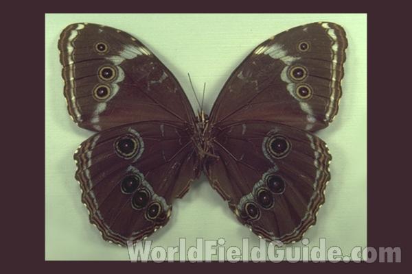 Male - Ventral<br>(Origin of the Specimen: Ichilo, Bolivia)