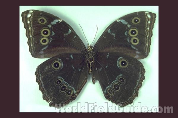Male - Ventral<br>(Origin of the Specimen: Putumayo, Colombia)