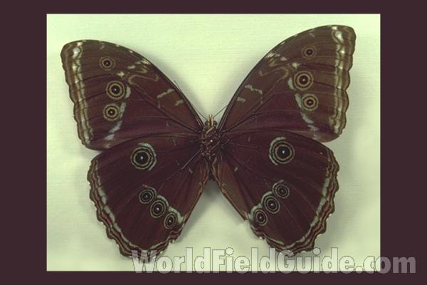 Male - Ventral<br>(Origin of the Specimen: Tingo Maria, Peru)