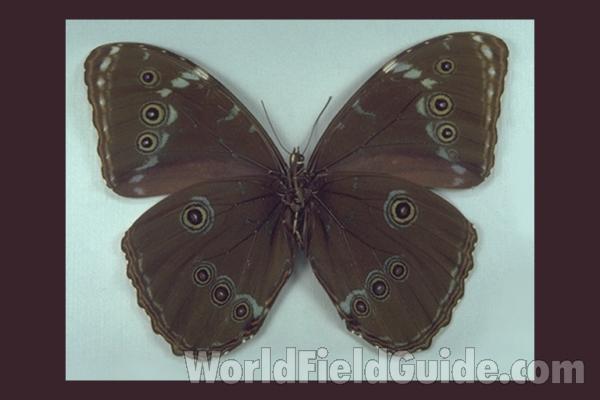 Male - Ventral<br>(Origin of the Specimen: Ichilo, Bolivia)