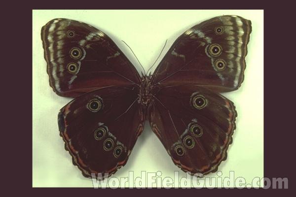 Male - Ventral<br>(Origin of the Specimen: Via T Maria, Peru)