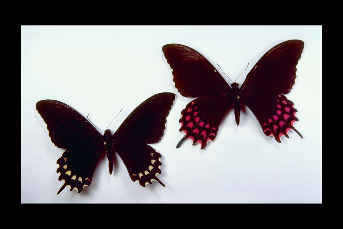Pair - Dorsal<br>(Origin of the Specimen: El Salvador)