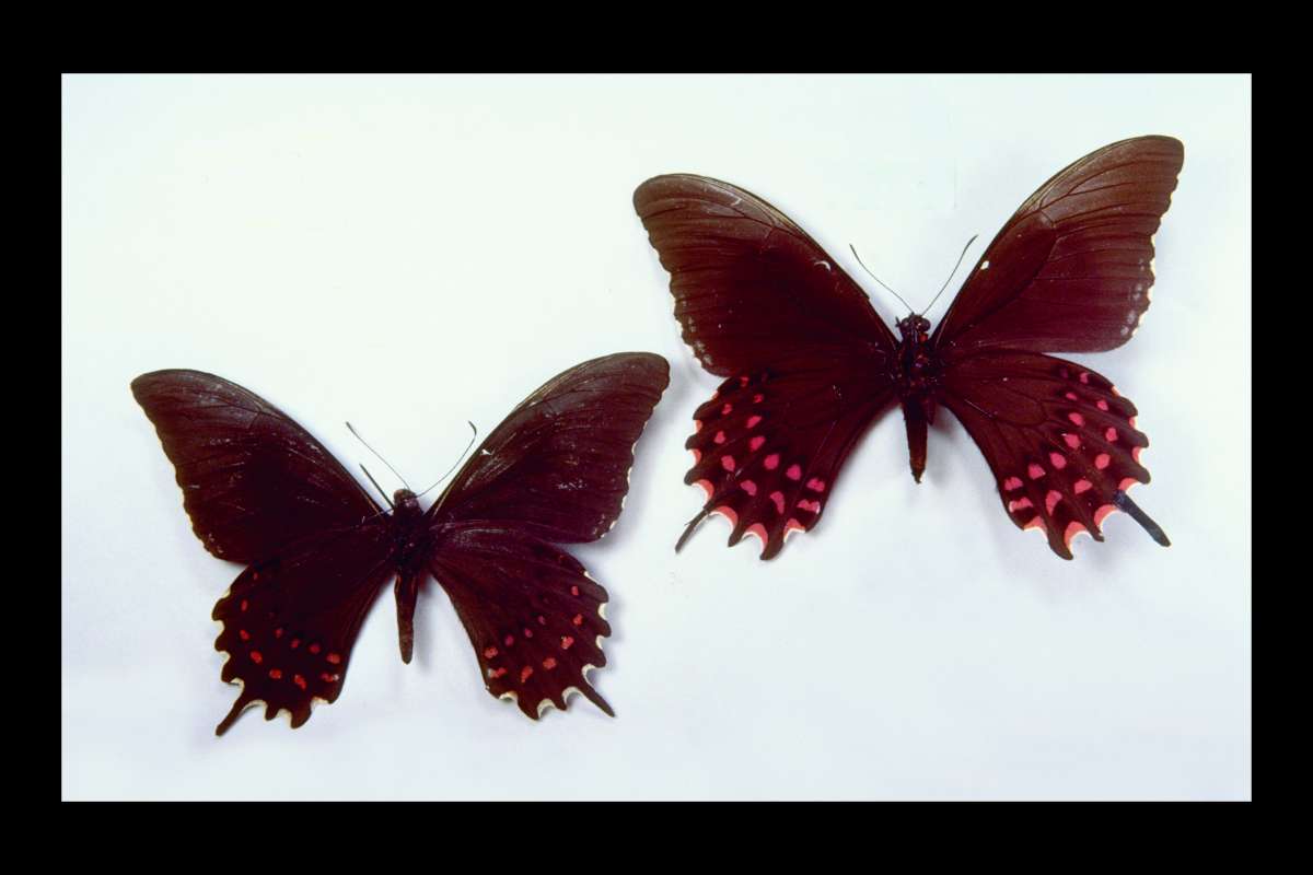 Pair - Ventral<br>(Origin of the Specimen: El Salvador)