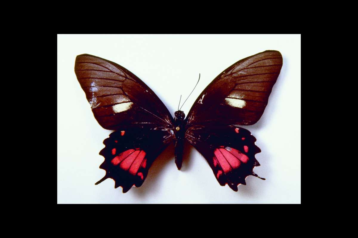 Form Caudius Female<br>(Origin of the Specimen: Ecuador)