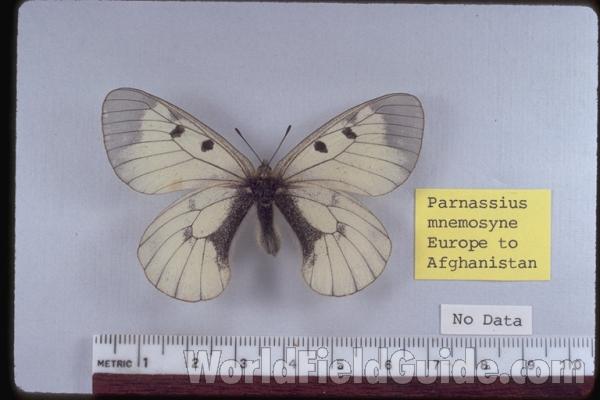 Male - Dorsal<br>(Origin of the Specimen: No Data Given)