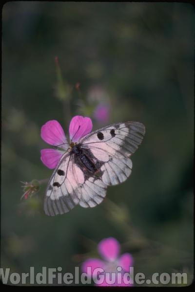 Habitat - Adult On Flower<br>(Location of Picture: Sweden, Europe)