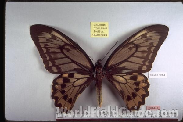 Female - Dorsal<br>(Origin of the Specimen: Halmahera)