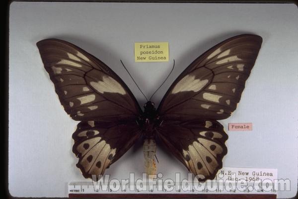 Female - Dorsal<br>(Origin of the Specimen: NE New Guinea, Dec 1968)