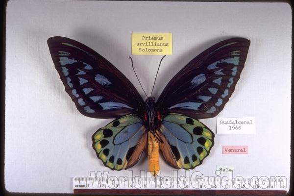 Male - Ventral<br>(Origin of the Specimen: Guadalcanal, Solomons, 1966)