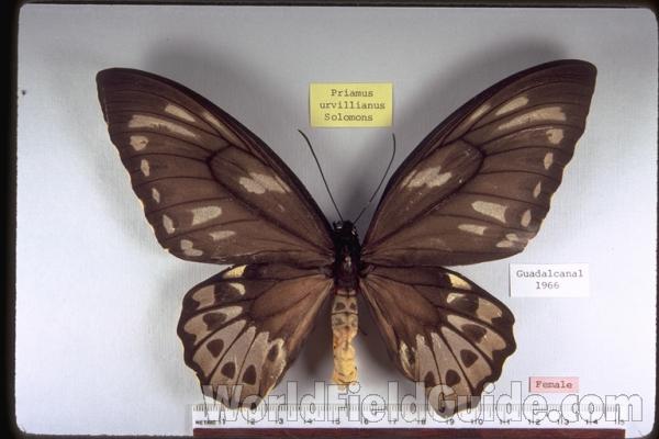 Female - Dorsal<br>(Origin of the Specimen: Guadalcanal, Solomons, 1966)