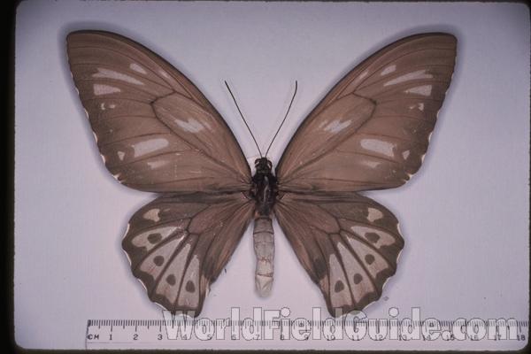 Female - Dorsal