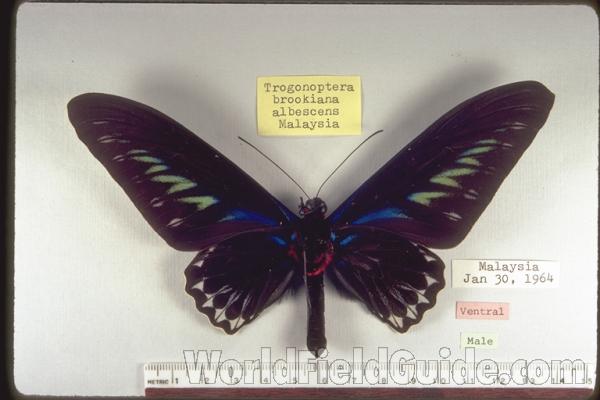 Male - Ventral<br>(Origin of the Specimen: Malaysia)