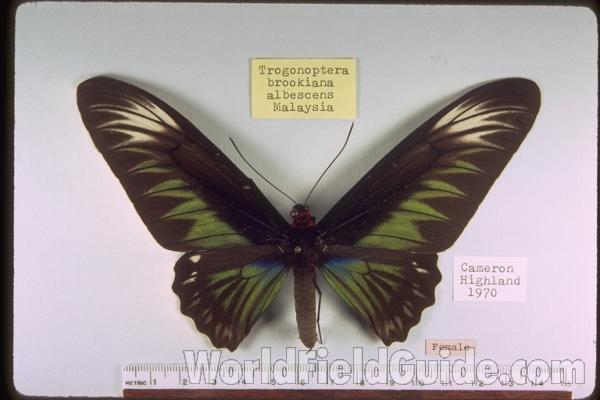 Female - Dorsal<br>(Origin of the Specimen: Malaysia)