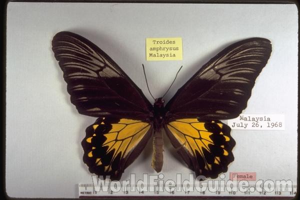 Female - Dorsal<br>(Origin of the Specimen: Malaysia)
