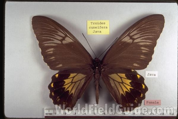 Female - Dorsal<br>(Origin of the Specimen: Java)