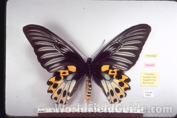 Female - Ventral<br>(Origin of the Specimen: Ceram)