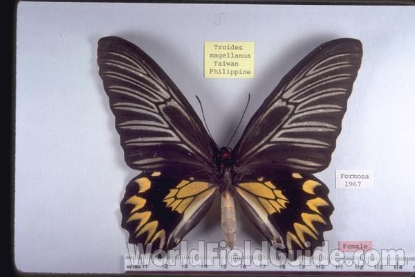 Female - Dorsal<br>(Origin of the Specimen: Taiwan)