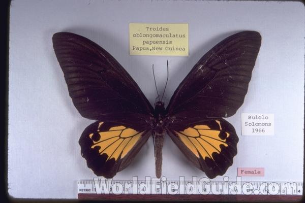 Female - Dorsal<br>(Origin of the Specimen: Solomon Islands)