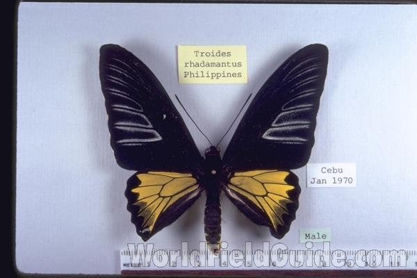 Male - Dorsal<br>(Origin of the Specimen: Philippines)