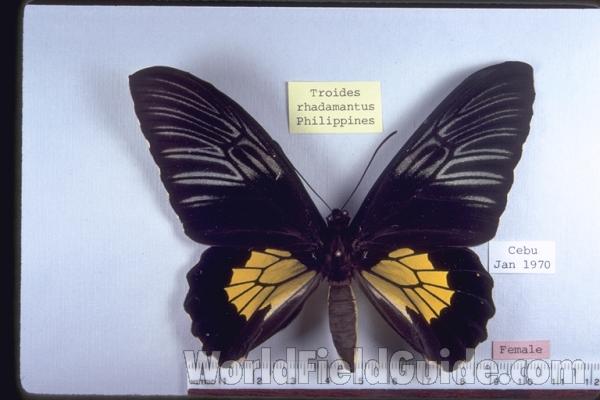 Female - Dorsal<br>(Origin of the Specimen: Philippines)