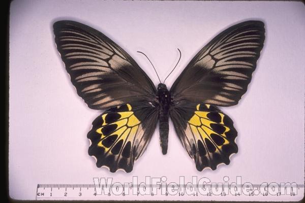 Female - Dorsal<br>(Origin of the Specimen: West Java)