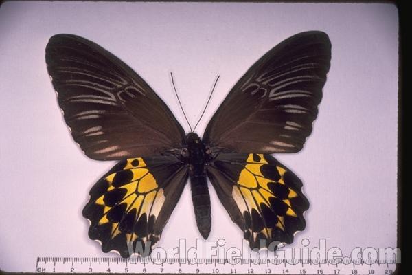 Female - Dorsal<br>(Origin of the Specimen: West Sumatra)