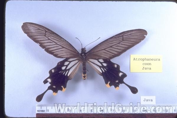 Male - Dorsal<br>(Origin of the Specimen: Java)