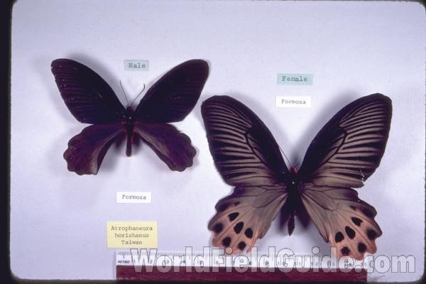 Pair - Dorsal<br>(Origin of the Specimen: Taiwan)