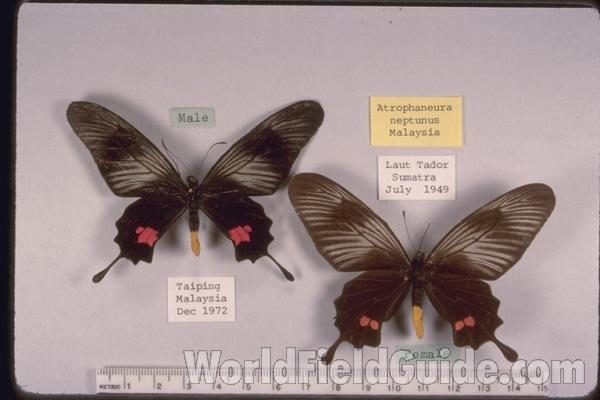 Pair - Dorsal<br>(Origin of the Specimen: Malaysia   Sumatra)