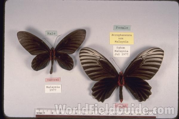 Pair - Ventral<br>(Origin of the Specimen: Malaysia, 1977)
