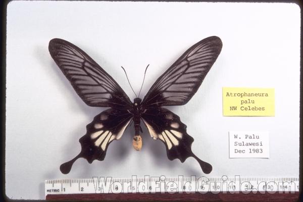 Male - Dorsal<br>(Origin of the Specimen: Celebes)