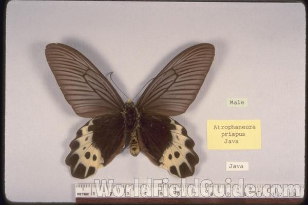 Male - Ventral<br>(Origin of the Specimen: Java)