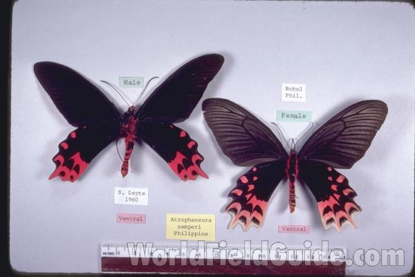 Pair - Ventral<br>(Origin of the Specimen: Philippines)