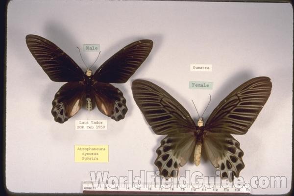 Pair - Dorsal<br>(Origin of the Specimen: Sumatra)