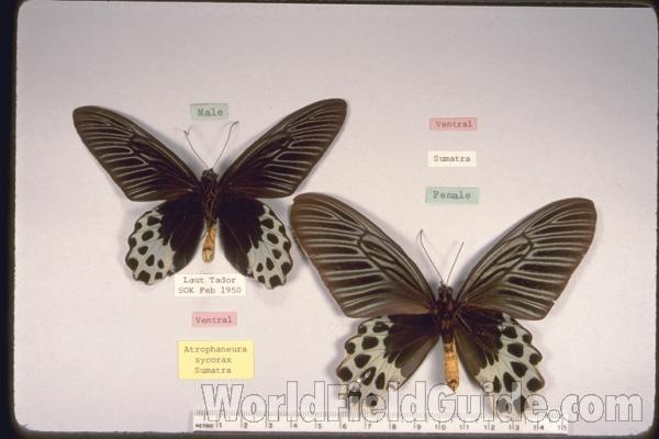Pair - Ventral<br>(Origin of the Specimen: Sumatra)