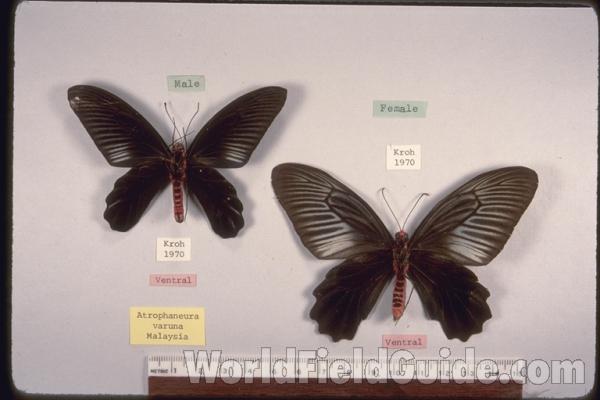 Pair - Ventral<br>(Origin of the Specimen: Kroh, Malaysia)